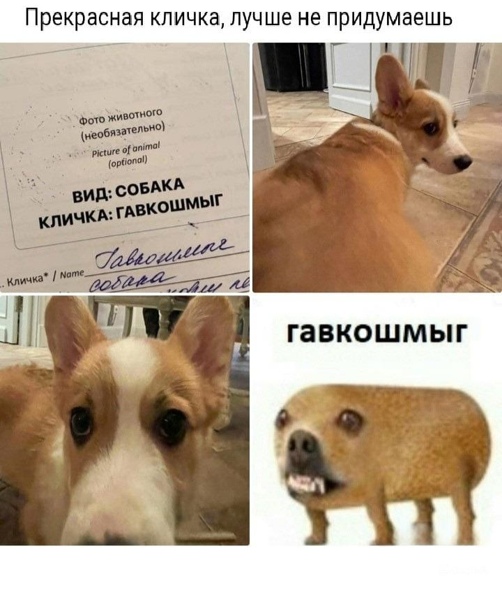 Вид: Собака
Кличка: Гавкошмыг