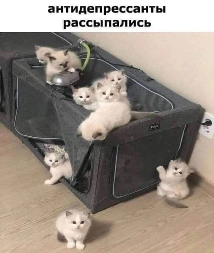 *Пушистые антидепрессанты рассыпались*