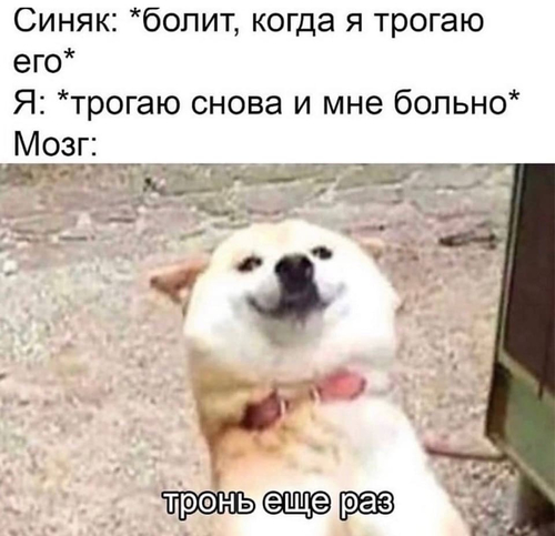 Синяк: *болит, когда я трогаю его*
Я: *трогаю снова и мне больно*
Мозг: *Давай ещё раз*