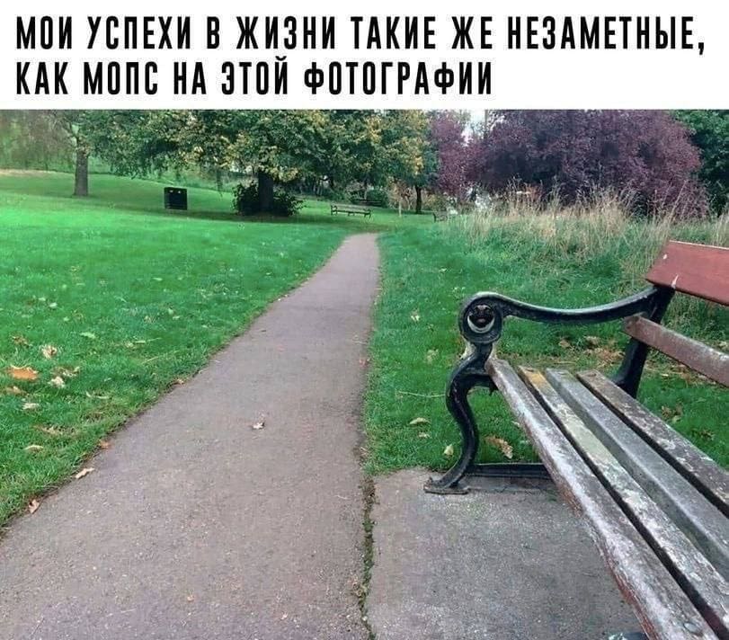 *Мои успехи в жизни такие же незаметные, как мопс на этой фотографии*