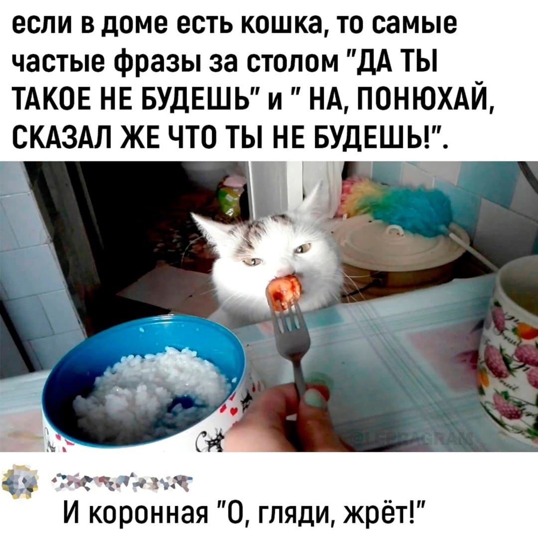 Если в доме есть кошка, то самые частые фразы за столом «ДА ТЫ ТАКОЕ НЕ БУДЕШЬ» и «НА, ПОНЮХАЙ, СКАЗАЛ ЖЕ ЧТО ТЫ НЕ БУДЕШЬ!».
И коронная «О, гляди, жрёт!».