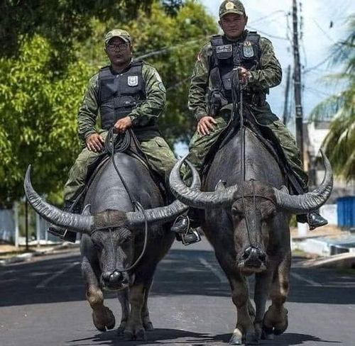 *Полицейские на крупнорогатом скоте*
BOPE — Элитное подразделение военной полиции.
Элитное специальное подразделение военной полиции штата Рио-де-Жанейро в Бразилии. Было создано в 1978 году. Основной деятельностью BOPE являются спецоперации в городских фавелах с ведением уличных боёв. В настоящее время в BOPE служит около 400 человек.