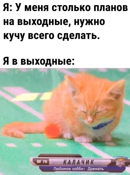 Я: У меня столько планов на выходные, нужно кучу всего сделать.
Я в выходные: *Калачик* *Любимое хобби: дремать*