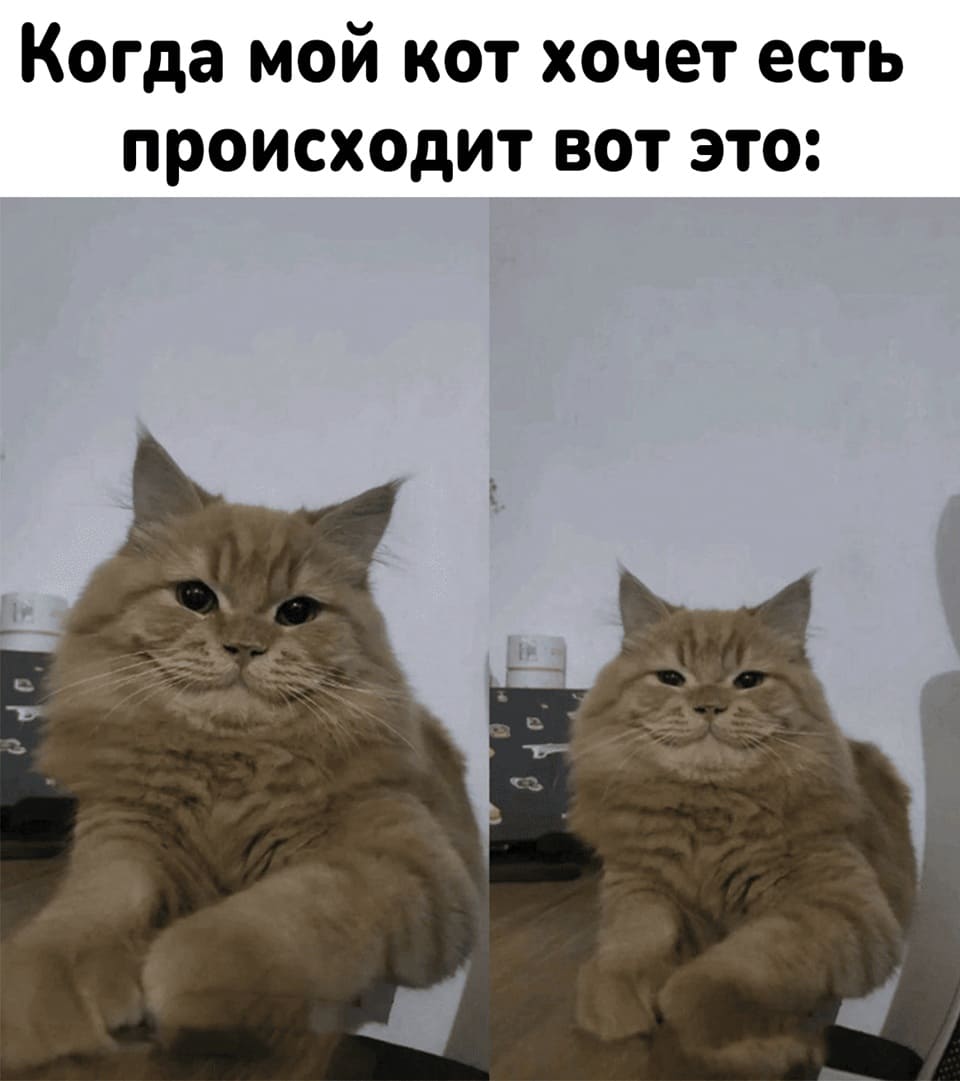 *Когда мой кот хочет есть происходит вот это*
*Кошачья улыбка*
