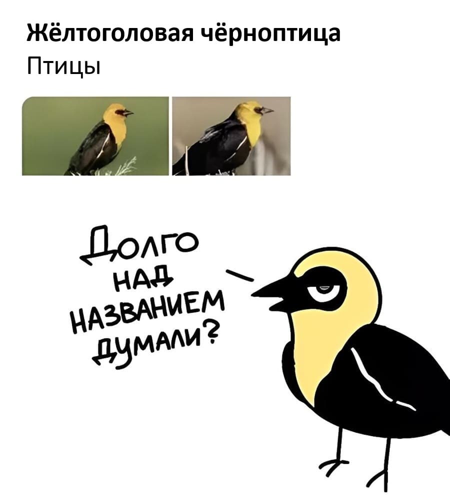 Жёлтоголовая чёрноптица
Птицы
– Долго над названием думали?