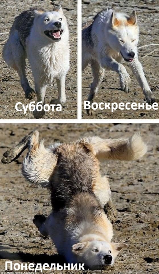 *Суббота–Воскресенье–Понедельник*