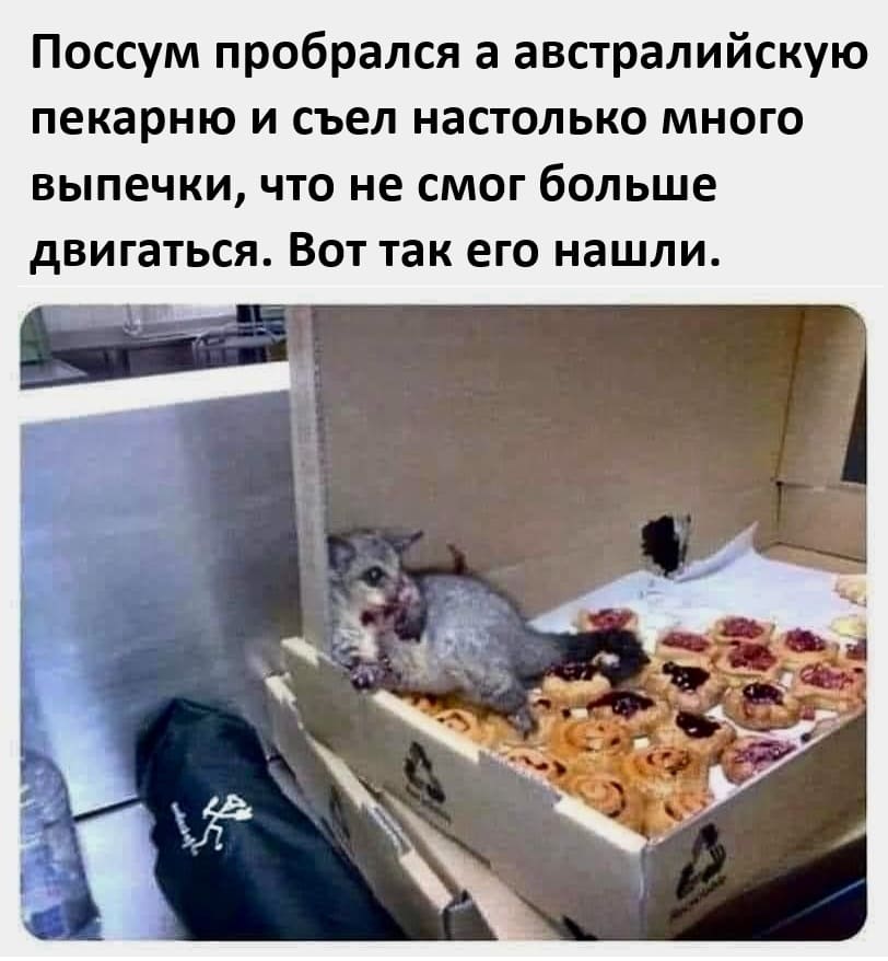 Поссум пробрался а австралийскую пекарню и съел настолько много выпечки, что не смог больше двигаться. Вот так его нашли.