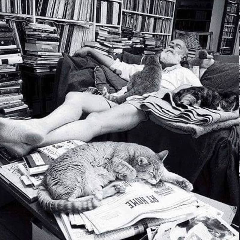 *Отдыхайте как Хемингуэй с котами*