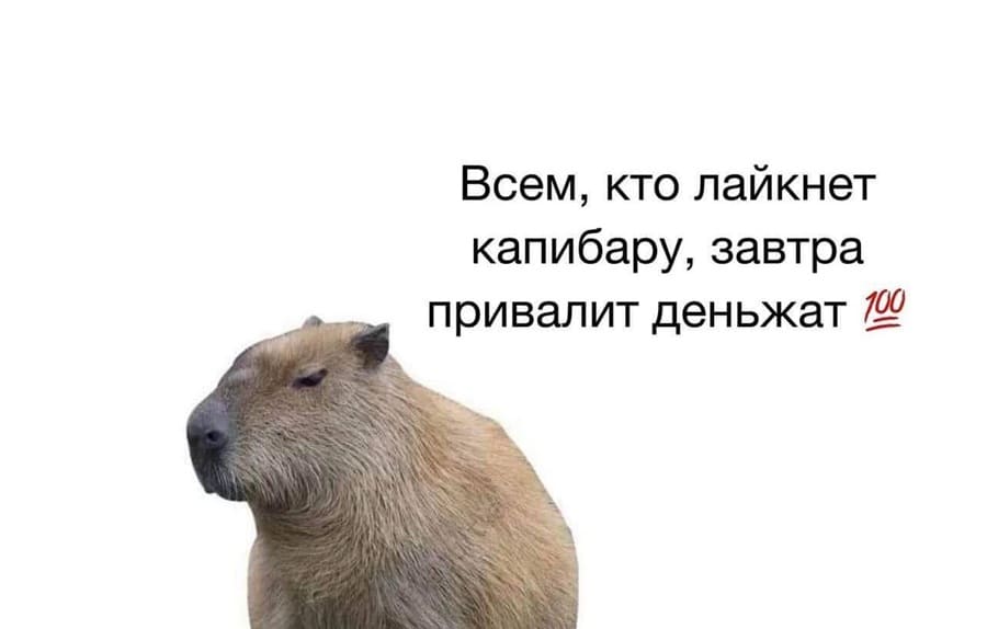 Всем, кто лайкнет капибару, завтра привалит деньжат *инфа сотка*