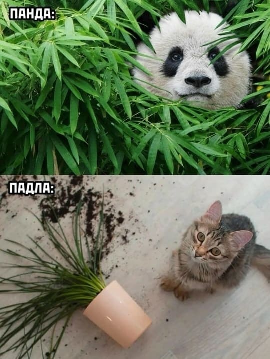 *ПАНДА и ПАДЛА*