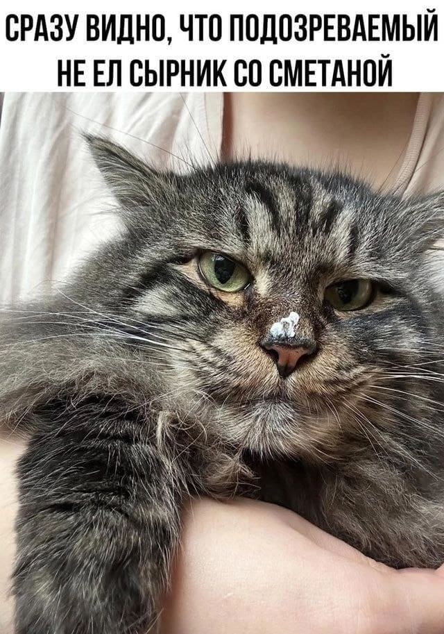 *Сразу видно, что подозреваемый не ел сырник со сметаной.*