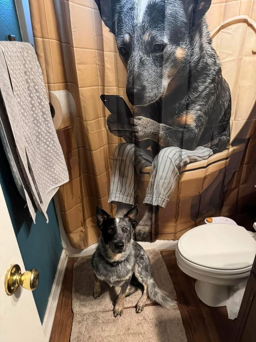 *Когда доверила мужу дизайн шторки в ванной*