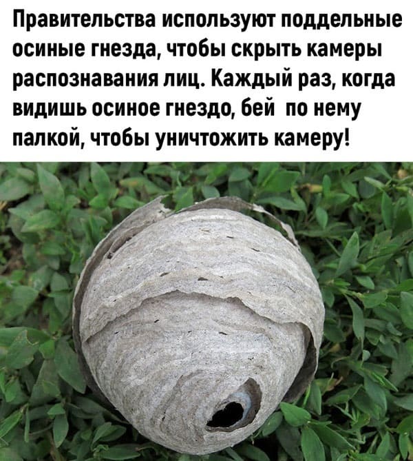 Правительства используют поддельные осиные гнезда, чтобы скрыть камеры распознавания лиц. Каждый раз, когда видишь осиное гнездо, бей по нему палкой, чтобы уничтожить камеру!