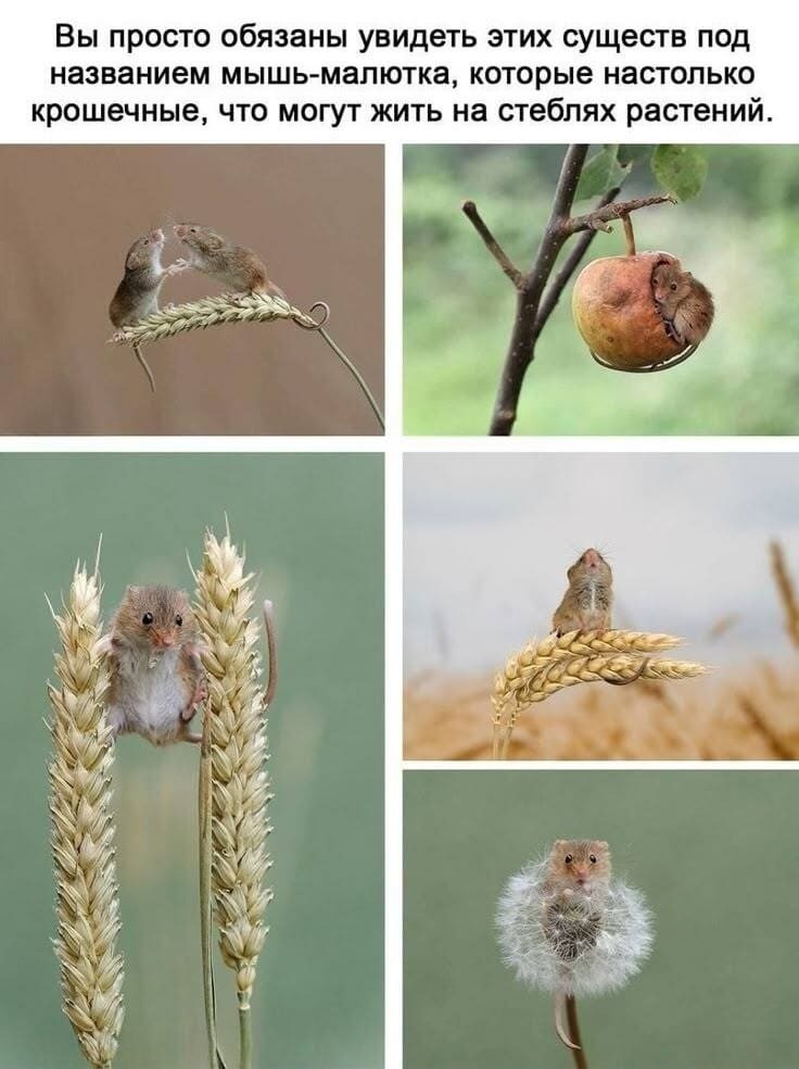 Вы просто обязаны увидеть этих существ под названием мышь-малютка, которые настолько крошечные, что могут жить на стеблях растений.
