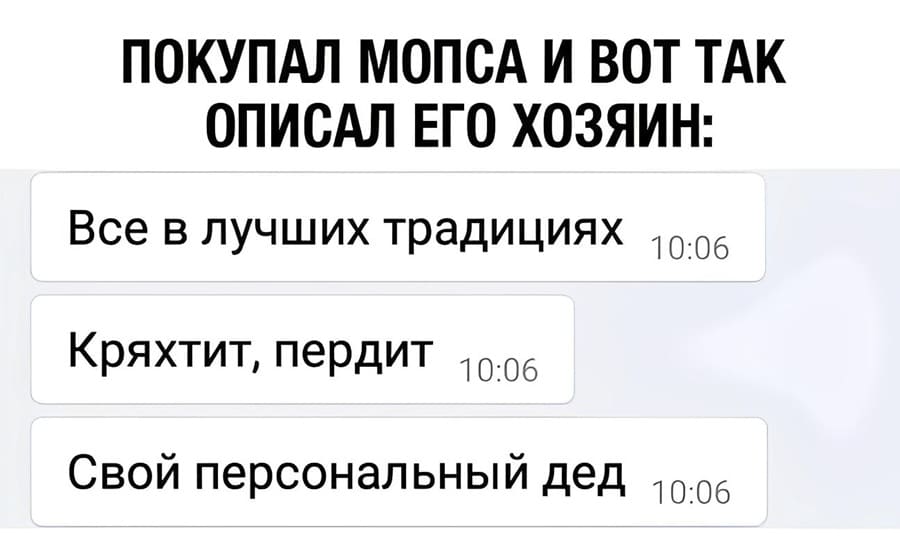 Покупал мопса и вот так описал его хозяин: Всё в лучших традициях. Кряхтит, пердит. Свой персональный дед.