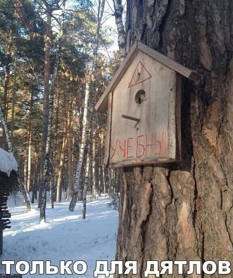 *Учебный скворечник для дятла*