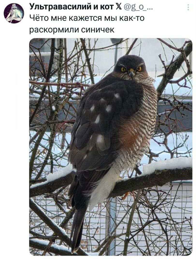 Чёто мне кажется мы как-то раскормили синичек.
