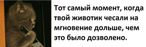 Тот самый момент, когда твой животик чесали на мгновение дольше, чем это было дозволено.