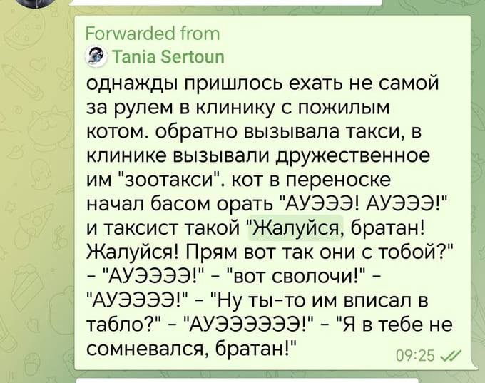 Однажды пришлось ехать не самой за рулем в клинику с пожилым котом. обратно вызывала такси, в клинике вызывали дружественное «зоотакси». Кот в переноске начал басом орать «АУЭЭЭ! АУЭЭЭ!» и таксист такой «Жалуйся, братан! Жалуйся! Прям вот так они с тобой?» – «АУЭЭЭЭ!» – «вот сволочи!» – «АУЭЭЭЭ!» – «Ну ты-то им вписал в табло?» – «АУЭЭЭЭЭЭ!» – «Я в тебе не сомневался, братан!».