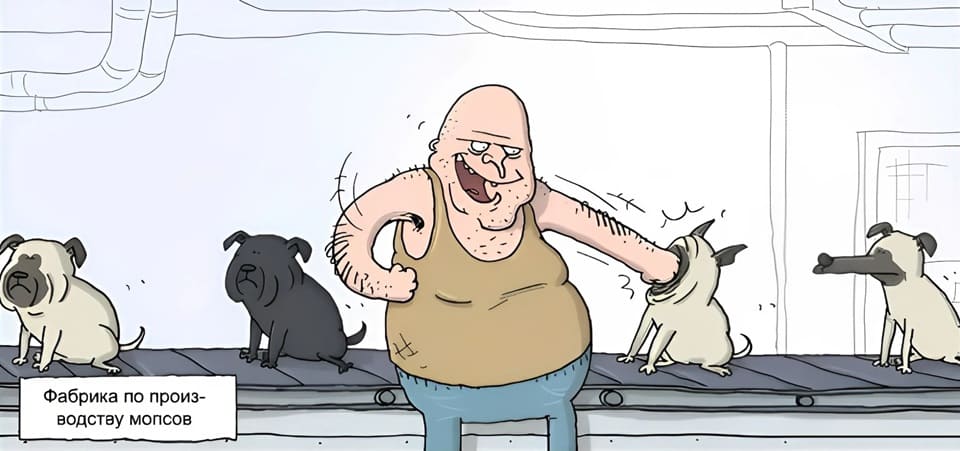 *Фабрика по производству мопсов*