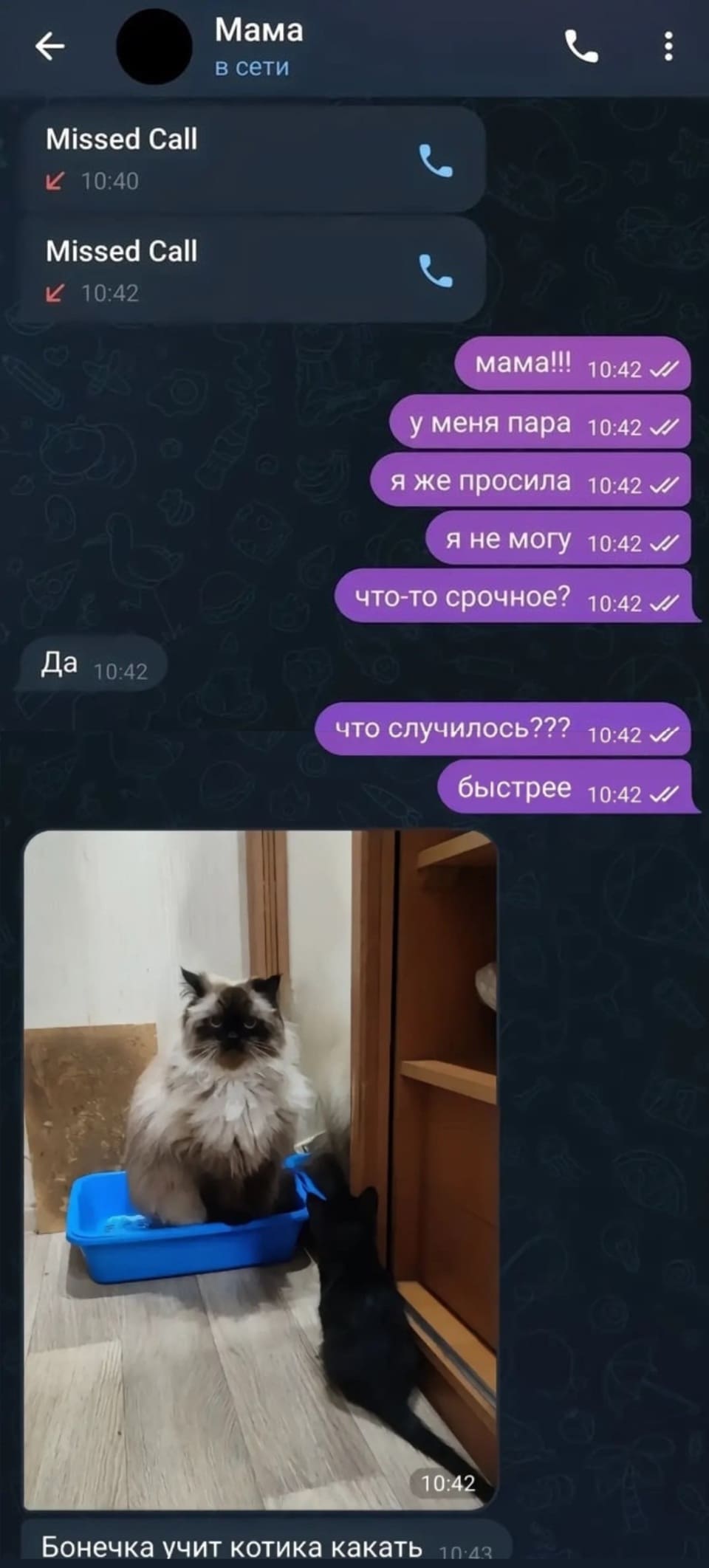 * Звонок от Мамы*
Missed Call
Missed Call
– Мама! У меня пара, я же просила не звонить! Что-то срочное?
– Да.
– Что случилось???
– *Бонечка учит котика какать*
