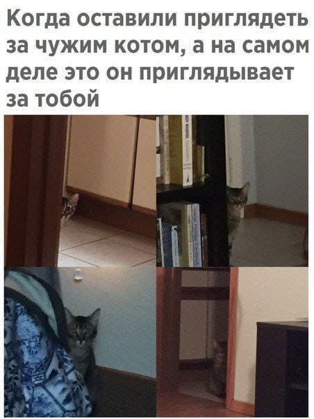 Когда оставили приглядеть за чужим котом, а на самом деле это он приглядывает за тобой.