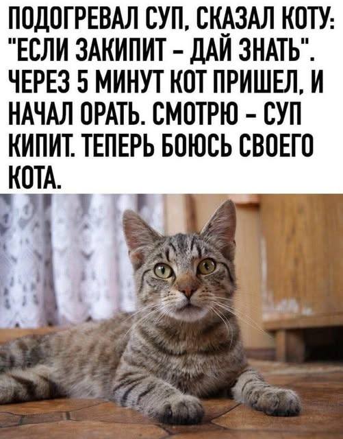 ПОДОГРЕВАЛ СУП, СКАЗАЛ КОТУ: «ЕСЛИ ЗАКИПИТ — ДАЙ ЗНАТЬ». ЧЕРЕЗ 5 МИНУТ КОТ ПРИШЕЛ, И НАЧАЛ ОРАТЬ. СМОТРЮ — СУП КИПИТ. ТЕПЕРЬ БОЮСЬ СВОЕГО КОТА.
