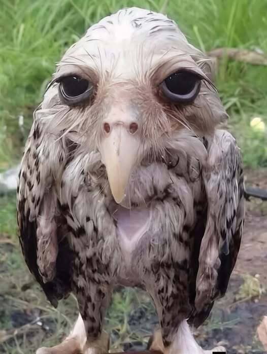 Так выглядит промокшая под дождём сова — их мягкие перья легко впитывают влагу, поэтому совы быстро промокают и меняются до неузнаваемости.