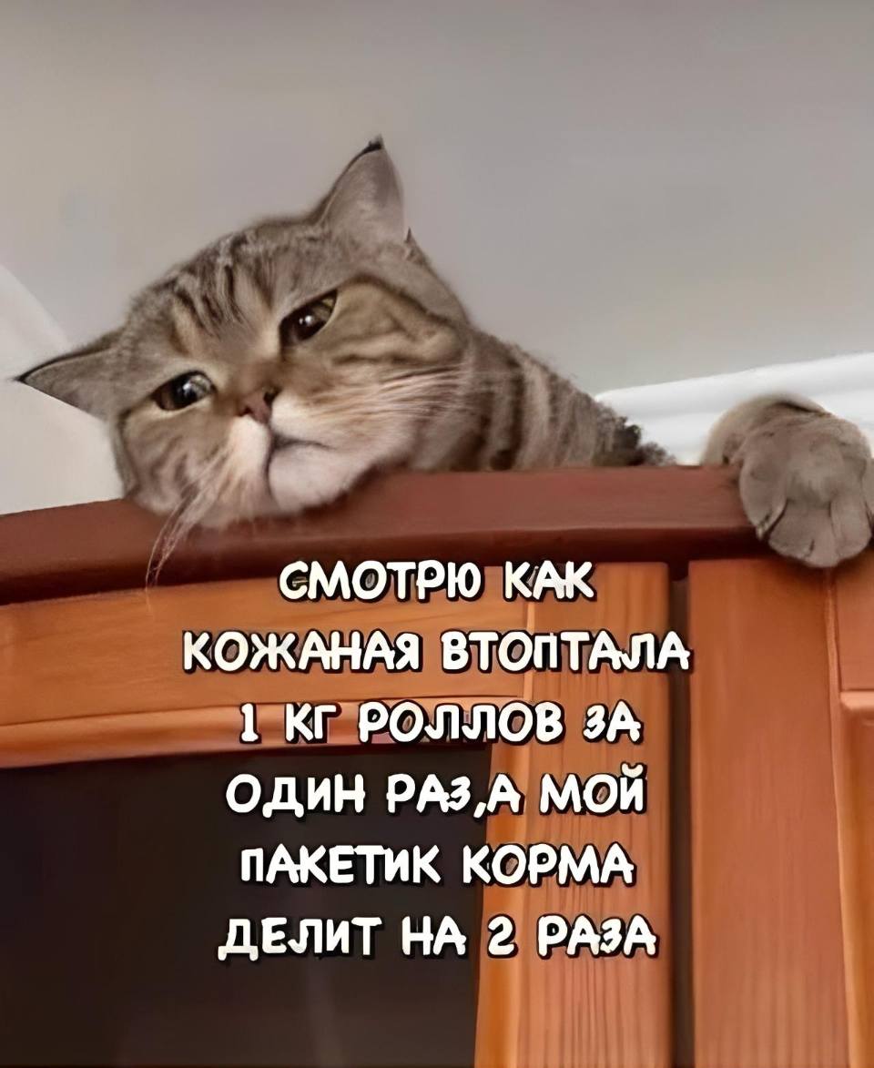 Кошачьи мысли:
– Смотрю как кожаная втоптала 1 килограмм роллов за один присест, а мой пакетик кошачьего корма делит на два раза.