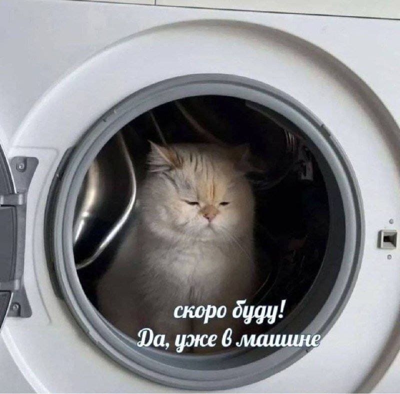Кот:
– Скоро буду, уже в машине (стиральной)