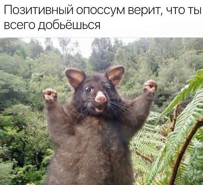 *Позитивный опоссум верит, что ты всего добьёшься*