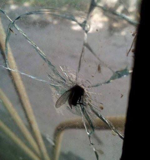 *Муха застрявшая в стекле*