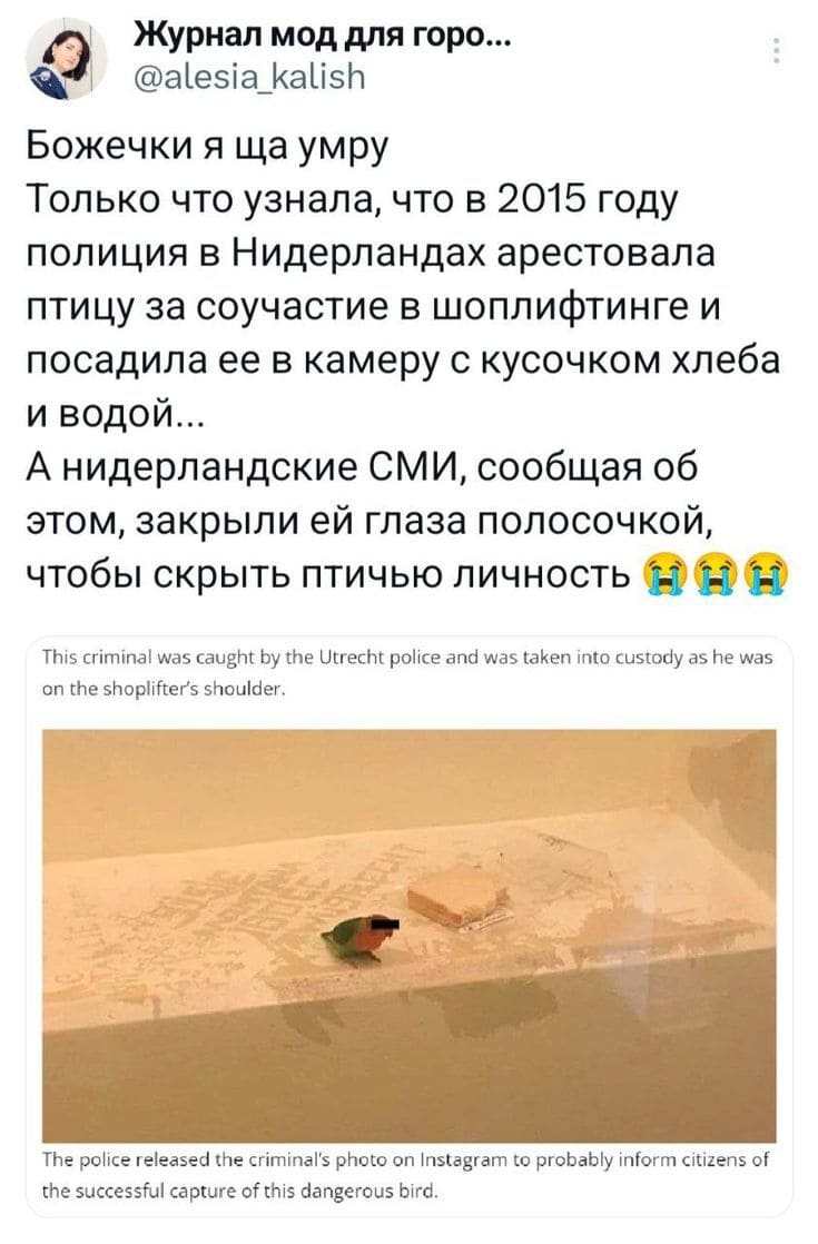 Божечки я ща умру! Только что узнала, что в 2015 году полиция в Нидерландах арестовала птицу за соучастие в шоплифтинге и посадила ее в камеру с кусочком хлеба и водой..
А нидерландские СМИ, сообщая об этом, закрыли ей глаза полосочкой, чтобы скрыть птичью личность.