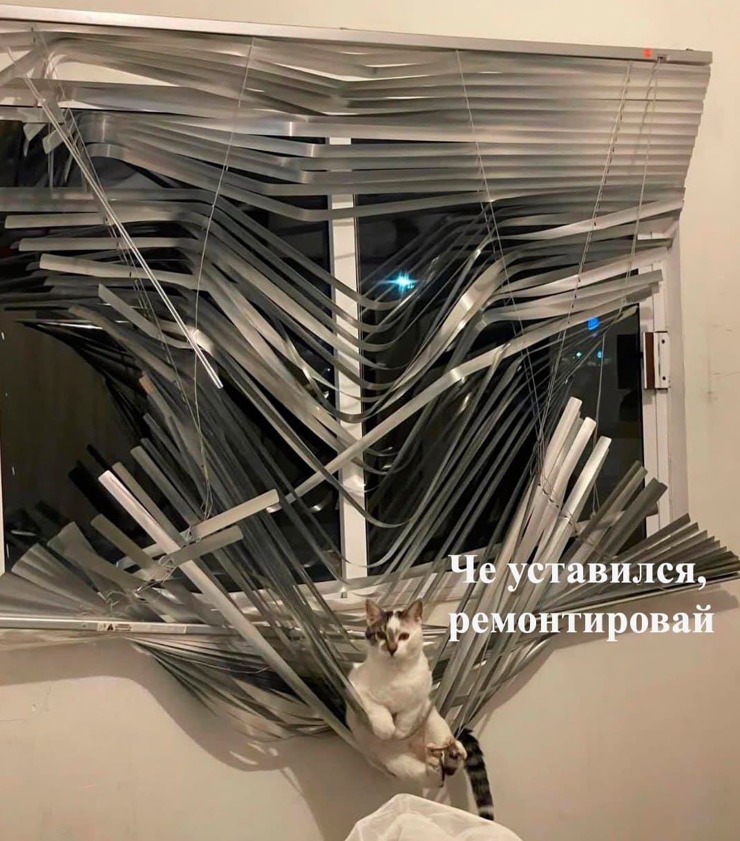 Кот поломав жалюзи:
– Чего уставился? Ремонтируй.
