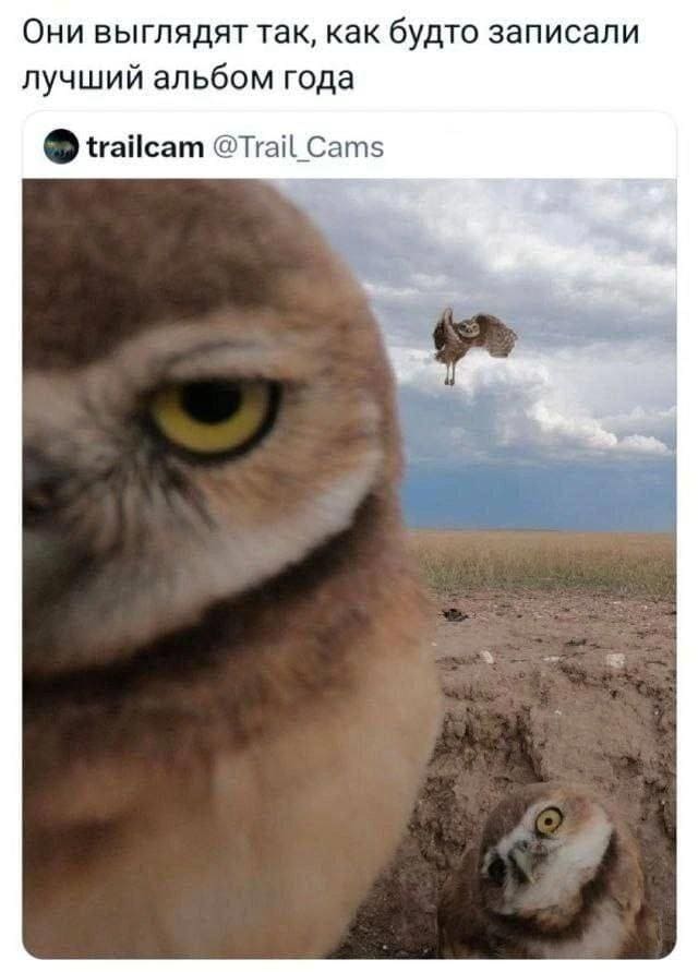 *Они выглядят так, как будто записали лучший альбом года*