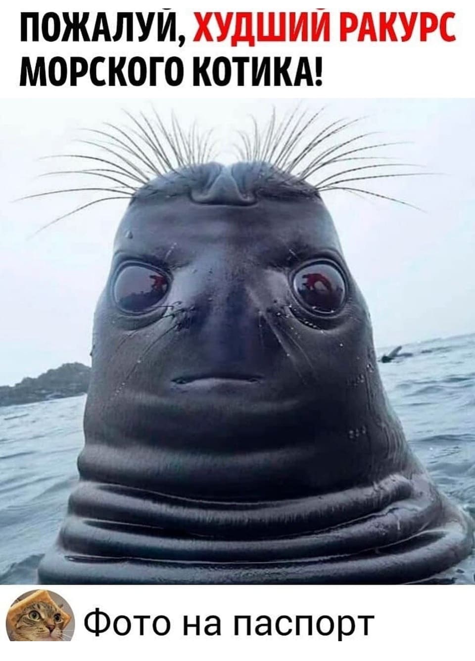 *Худший ракурс фото морского котика*
– Фото на паспорт.
