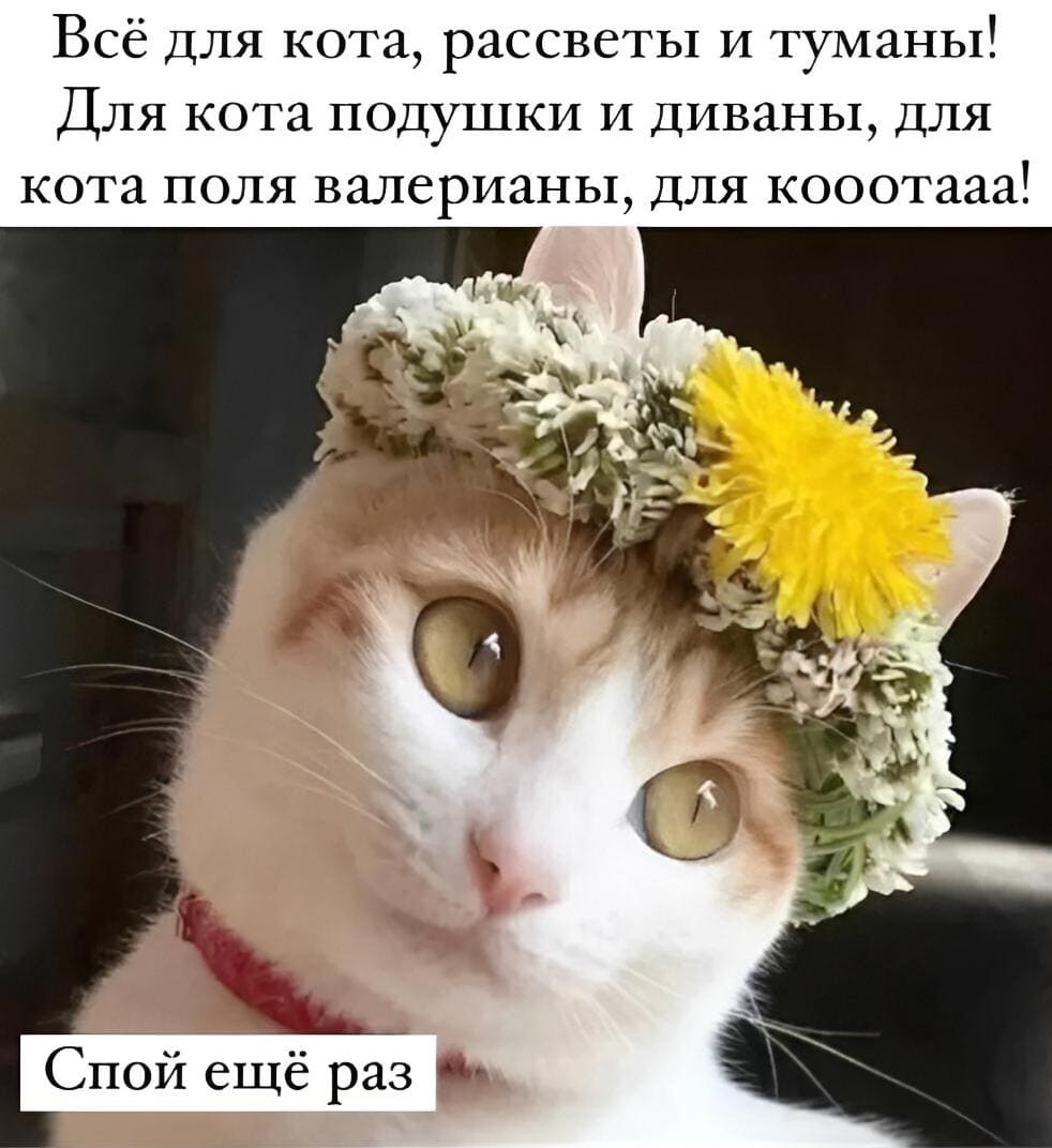 Всё для кота, рассветы и туманы!
Для кота подушки и диваны, для кота
Поля валерианы, для кооотааа!