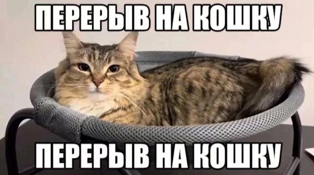 *Перерыв на кошку*