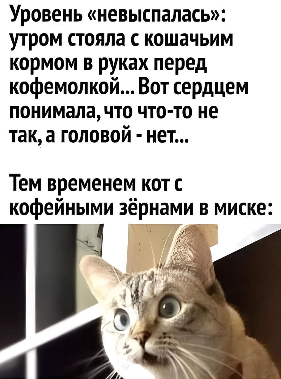 Уровень «не выспалась»: утром стояла с кошачьим кормом в руках перед кофемолкой... Вот сердцем понимала, что что-то не так, а головой – нет... Тем временем кот с кофейными зёрнами в миске: