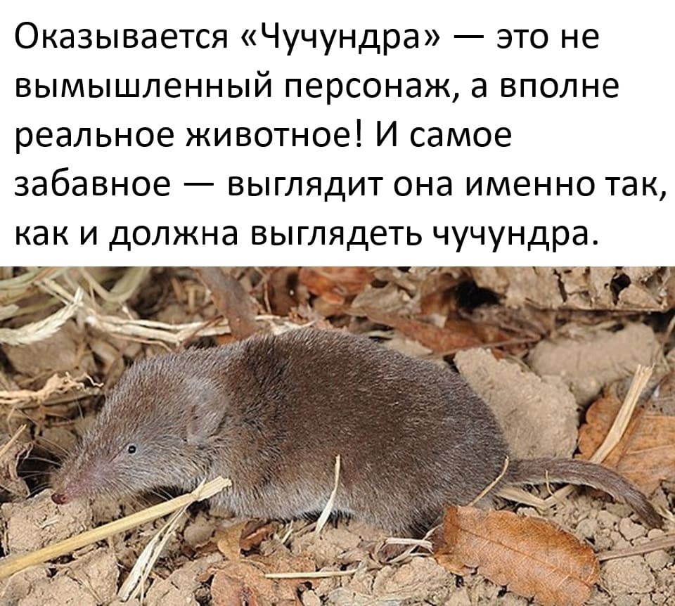Оказывается чучундра — это не вымышленный персонаж, а вполне реальное животное! И самое забавное — выглядит она именно так, как и должна выглядеть чучундра.
