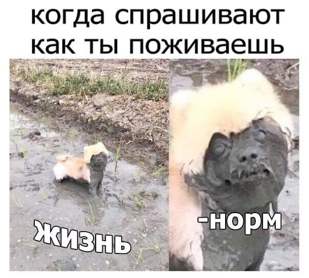 *Когда спрашивают как ты поживаешь*