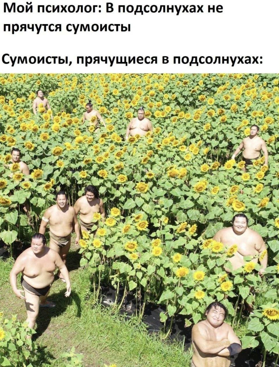 Мой психолог: В подсолнухах не прячутся сумоисты.
*Сумоисты, прячущиеся в подсолнухах*