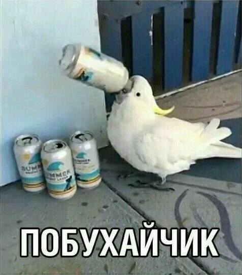 Я сейчас:
*ПОБУХАЙЧИК*