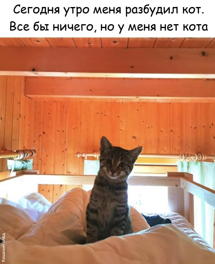 Сегодня утро меня разбудил кот.
Всё бы ничего, но у меня нет кота.