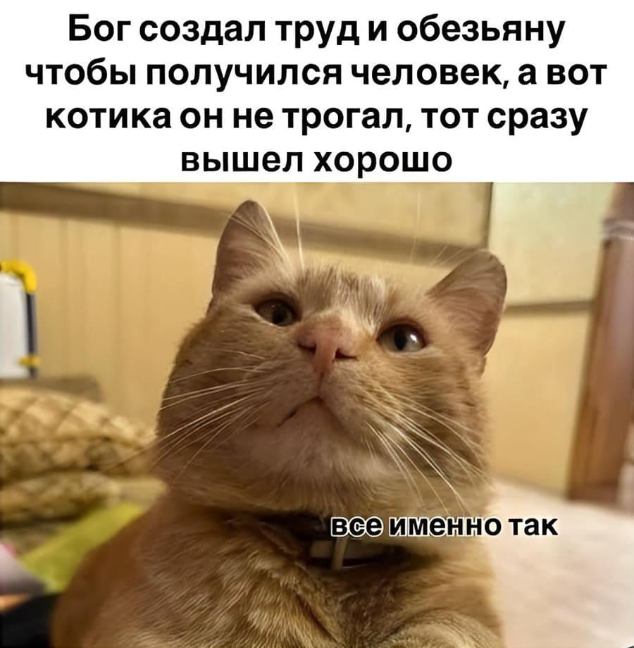 Бог создал труд и обезьяну чтобы получился человек, а вот котика он не трогал, тот сразу вышел хорошо.
*Всё именно так*