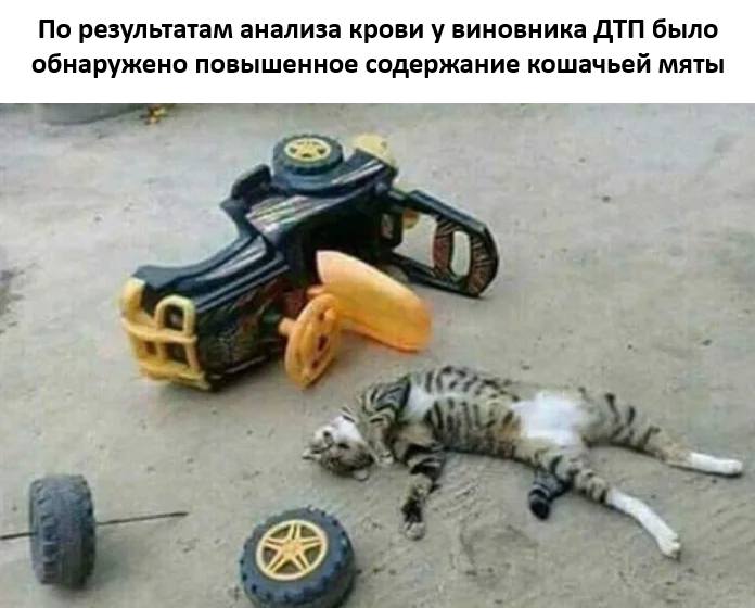 По результатам анализа крови у виновника ДТП было обнаружено повышенное содержание кошачьей мяты.