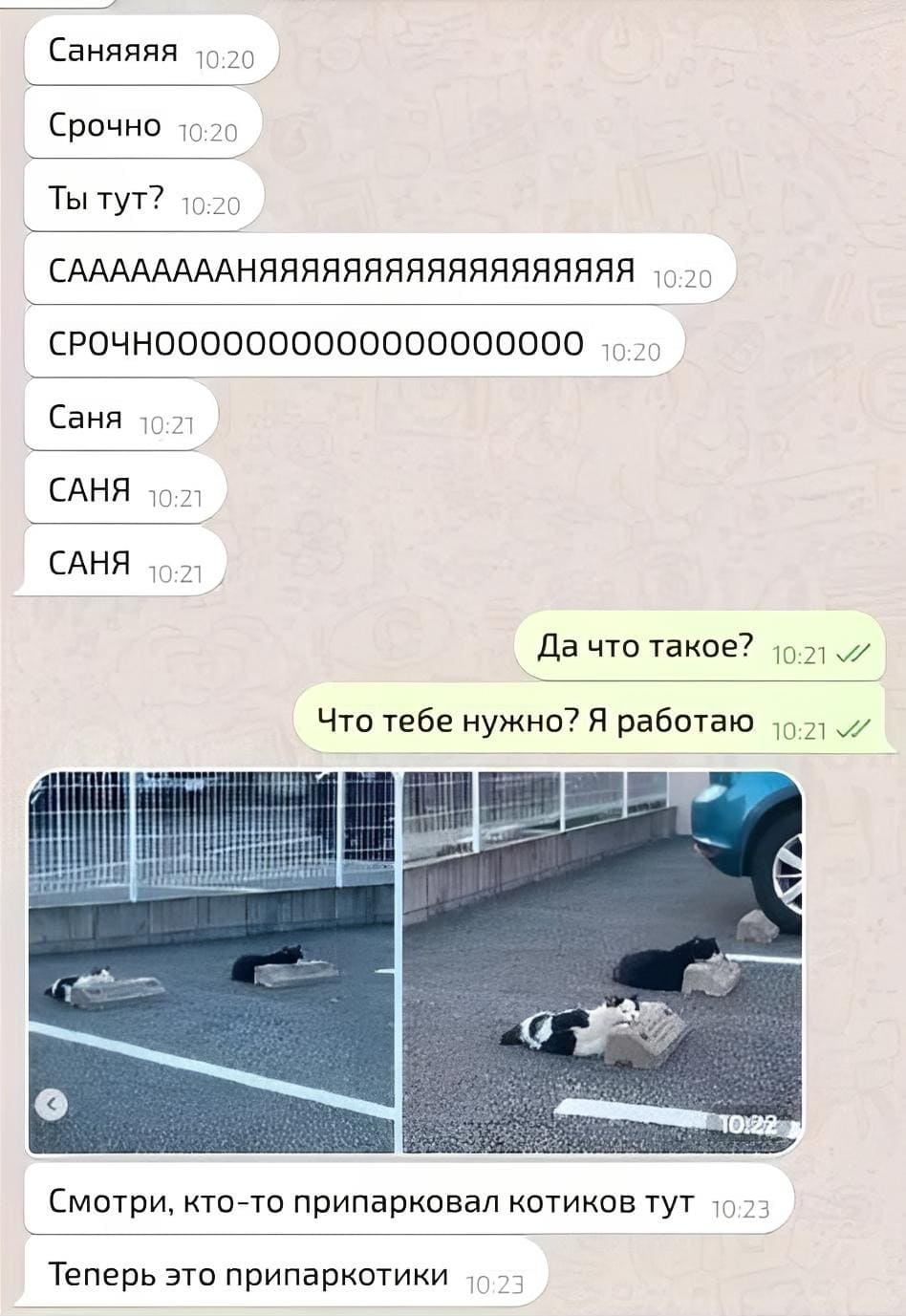 – Саняяяя! Срочно! Ты тут? СААААААААНЯЯЯЯЯ! СРОЧНОООО! Саня! САНЯ! САНЯ!
– Да что такое? Что тебе нужно? Я работаю.
– Смотри, кто-то припарковал котиков тут. Теперь это припаркотики!