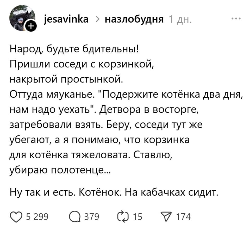 Народ, будьте бдительны! Пришли соседи с корзинкой, накрытой простынкой. Оттуда мяуканье. «Подержите котёнка два дня, нам надо уехать». Детвора в восторге, затребовали взять. Беру, соседи тут же убегают, а я понимаю, что корзинка для котёнка тяжеловата. Ставлю, убираю полотенце...
Ну так и есть. Котёнок. На кабачках сидит.