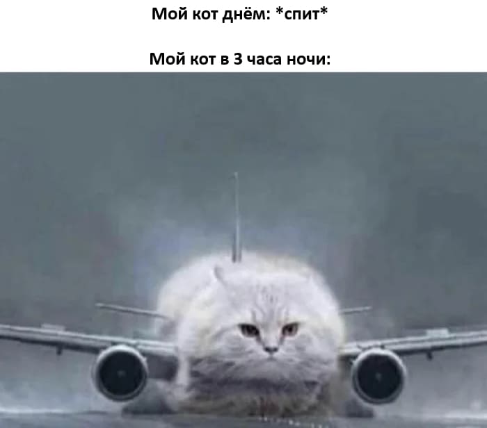 Мой кот днём: *спит*
Мой кот в З часа ночи: *Ночной Тыгдыг (К взлёту готов!)*