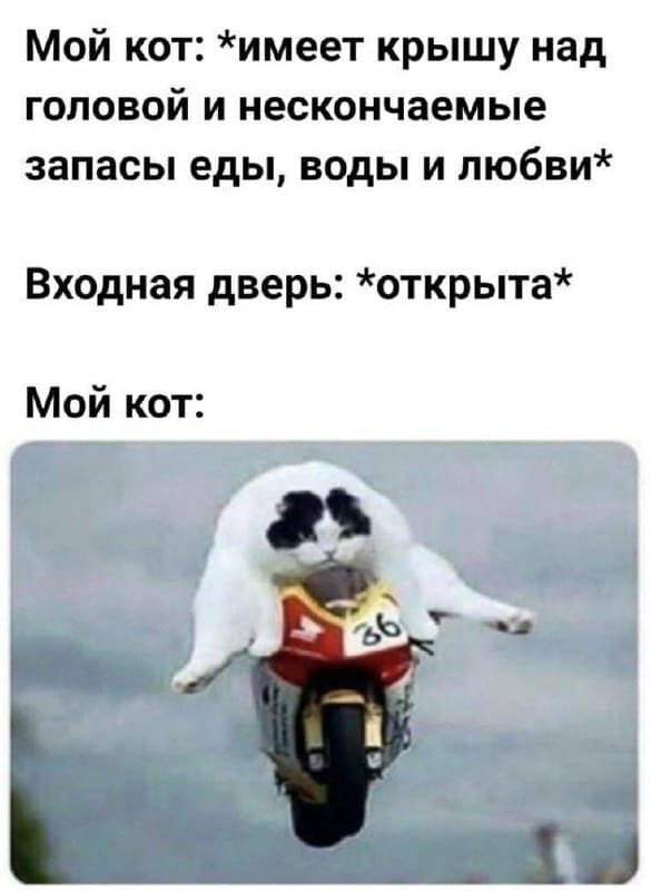 Мой кот: *имеет крышу над головой и нескончаемые запасы еды, воды и любви*
Входная дверь: *открыта*
Мой кот: *Уже бегу!*